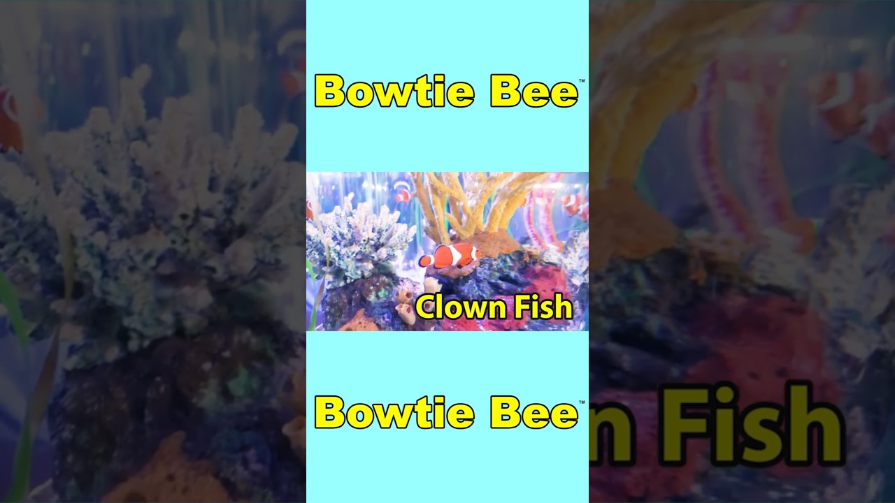 Learn Sea Animals for Kids - Educational Kindergarten Learning Preschool Toddler Videos 