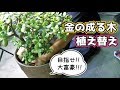 かねのなる木の植え替えをします！【植え替え方法】