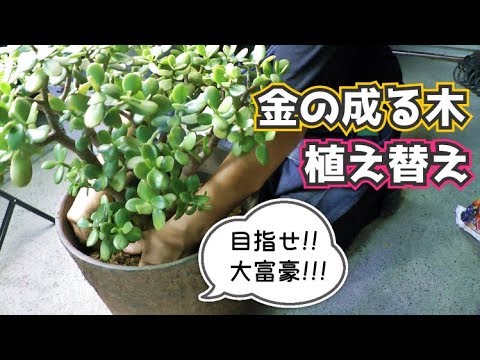 かねのなる木の植え替えをします 植え替え方法 Youtube