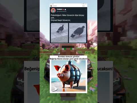 Bombacı domuzu gördün!Beğenip Abone olursan şanslı olucaksın👇🏼👍🏼