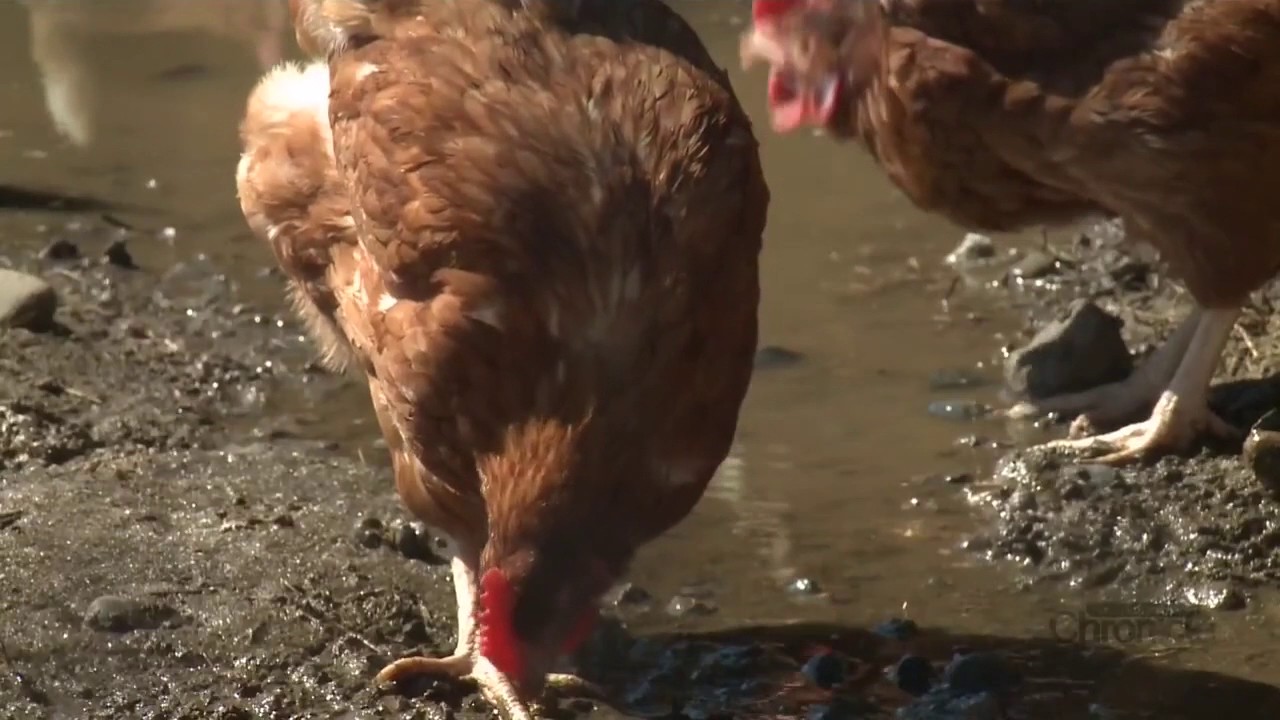 certified organic wine Pete and Gerrys Organic Eggs New Hampshire Chronicle WMUR ABC Manchester 04 10 17 7 8 PM 08 23
