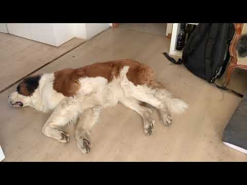 Video: Hvorfor Drømmer Hunden?