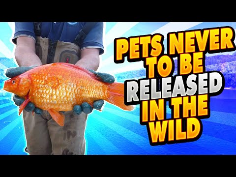 10 PETs Never to be released in the WilD