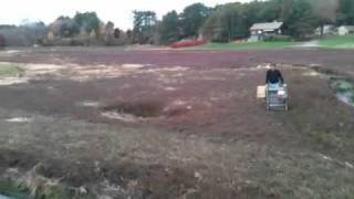 Thanksgiving Cranberry Farm Massachusetts