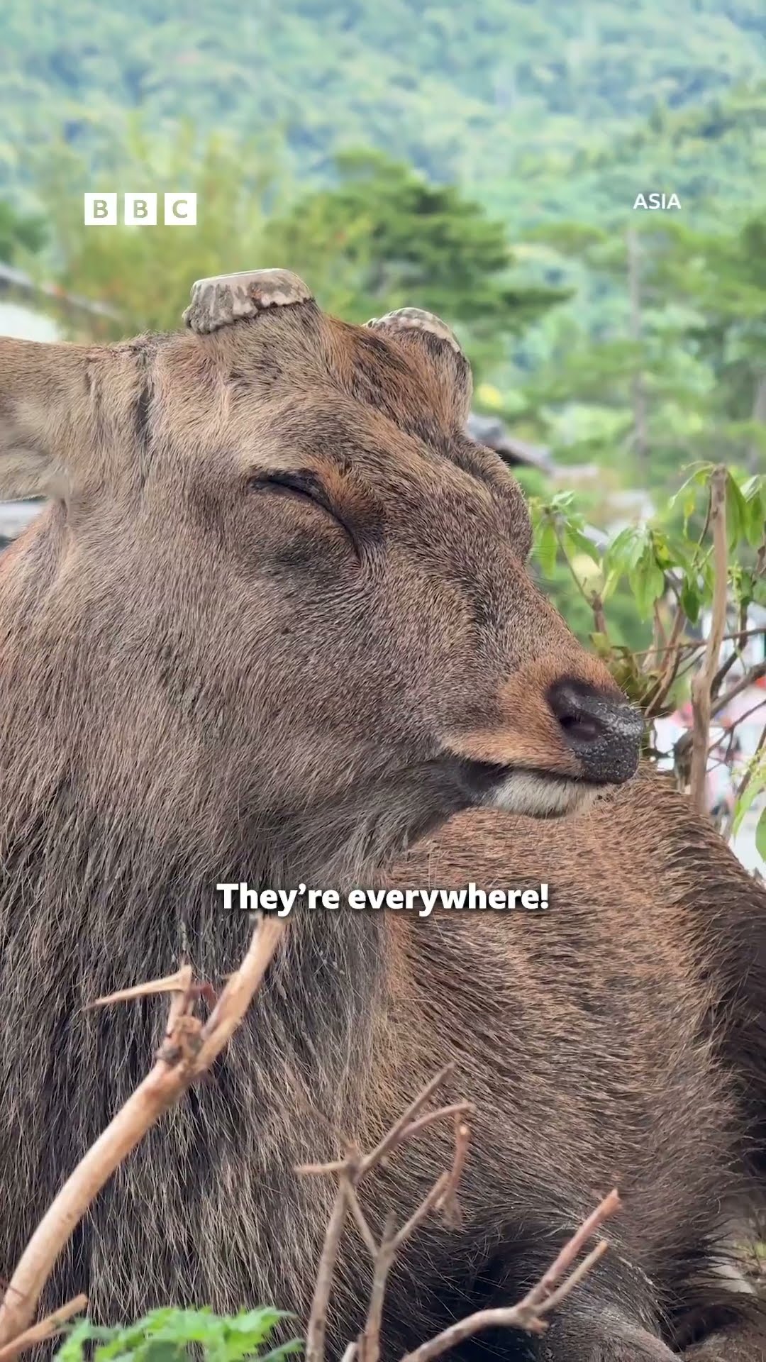 Cam Whitnall meets the bowing deer of Nara, Japan - BBC