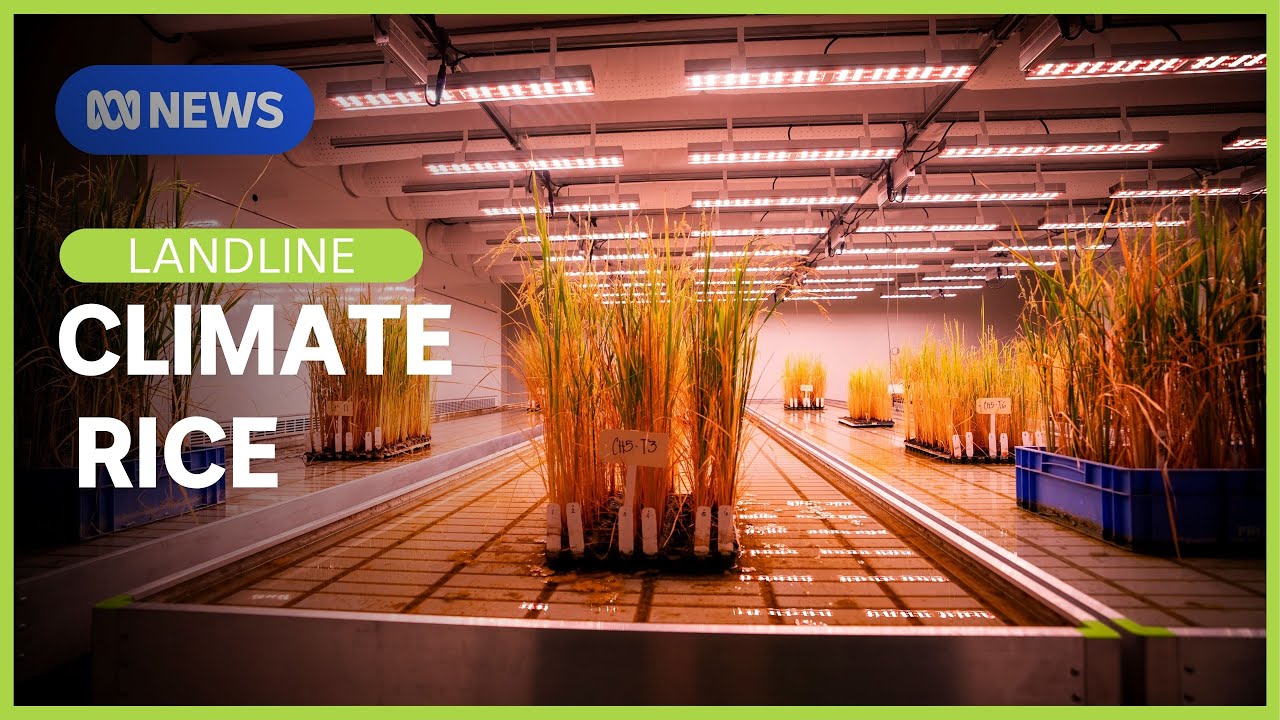 Climate Rice: The efforts to breed rice that can withstand climate ...
