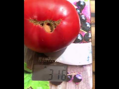 Томат «Новый большой гном» - YouTube