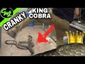 BLIND KING COBRA GETS DEFENSIVE!!!