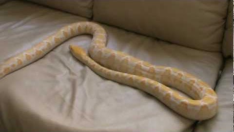 My Albino " White Phase Reticulated Python"