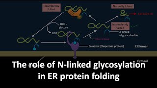 Role of N linked glycosylation in ER protein folding .