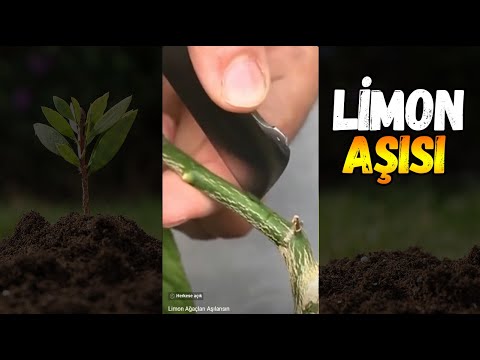 Video: Ponderosa Limon Ağacına Qulluq - Cırtdan Ponderosa Limon Ağacları Haqqında Məlumat