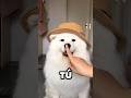 El Samoyedo una nube con patas y demasiado drama 😂☁️🐶 #animales #dogs #funnydogs