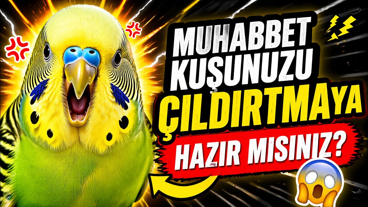 Kuşunuzu Mutluluktan Çıldırtmaya Hazırmısınız ?Muhabbet Kuşu sesi - Alıştırma ve Mutluluk sesleri