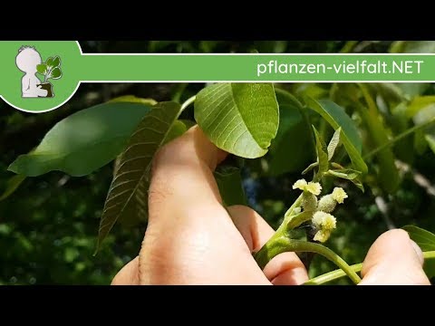 Video: Welcher Baum Blüht Am Spätesten