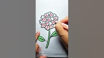 Vẽ hoa cẩm tú cầu #flowers #drawing #artist #art #draw #howtodraw #shortvideo #fyp #painting #hocve