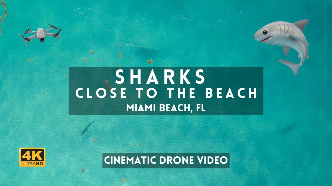 Miami Shark - Walkthrough, Tips, Review