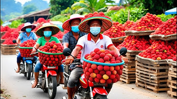 Harvests Thousands Of tons Of Lychee- Lychee Processing Technology