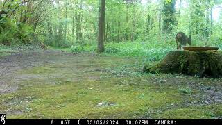 Visitors At The Old Stump V