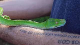 Underground Reptiles -- Green Tree Pythons