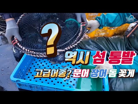 [섬]통발 클라스! 2탄 고급어종과 대왕문어가!!엄청나다!!! 고등어미끼