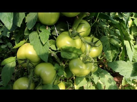 ПОМИДОРЫ ЯЩИКАМИ! ОГУРЦЫ ВЕДРАМИ! ТЕПЛИЦЫ ПРОСТО ЛОМЯТСЯ ОТ УРОЖАЯ ...