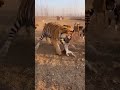 Golden Retriever saves Newborn Calf from Tiger! 🐮🐅 #animals