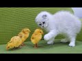Kitten Mono meets chicks for the first time