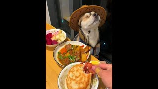 The dog wins every netizen with style. #Dog's mealtime #Blind dog #Kugen