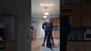 and now we are winning!!  Ongoing positive, gentle guidance #rottweilerpuppy #dogtraining
