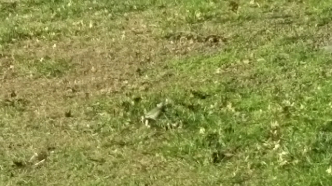 Seeing a Woodpecker for the first time! 