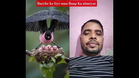 #birds #nature #duet #birdsounds #beautiful #egzonibrahimi #shots #quran #سورة_الإخلاص