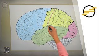 Érettségi 2018 - Biológia: Az idegrendszer működése