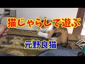 カメラに残っていた動画です。 ミケちゃんがはじめて猫じゃらしで遊ぶ動画です、ぎこちなく遊ぶところがかわいいです。