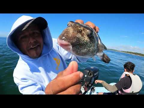 Video: ¿Qué tamaño tiene el pez sapo?