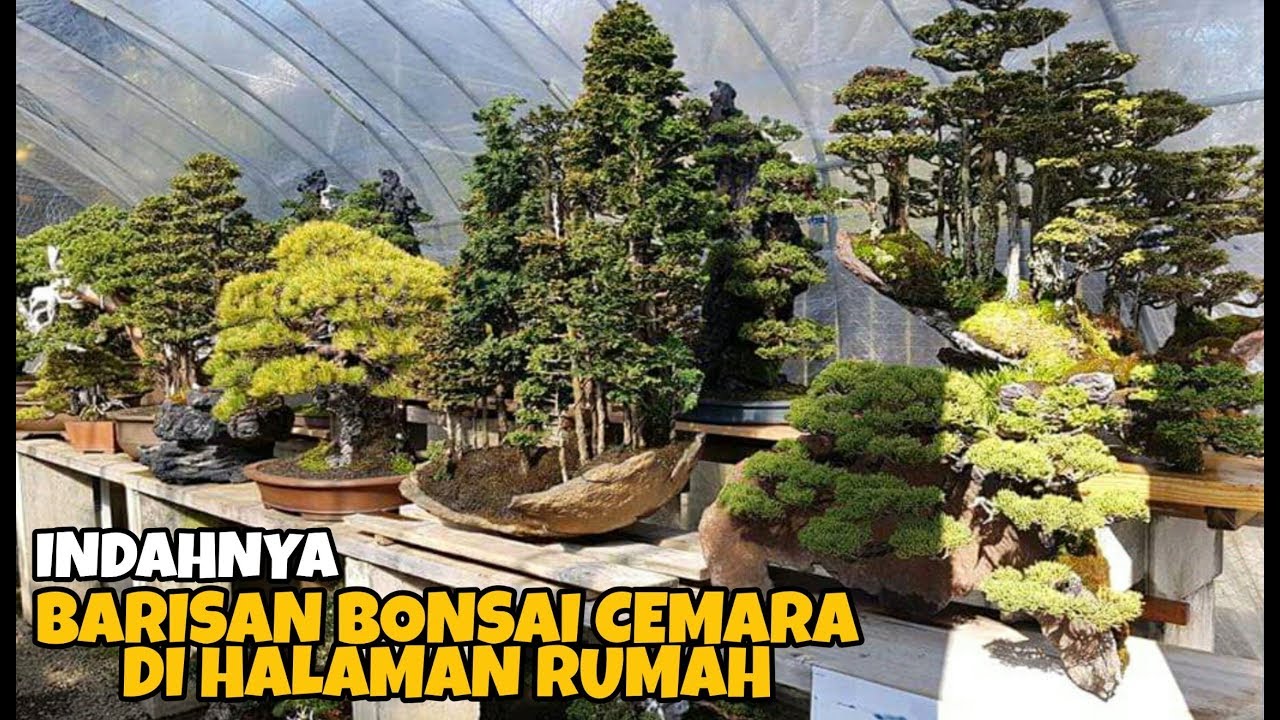Barisan bonsai cemara yang indah di halaman rumah - YouTube