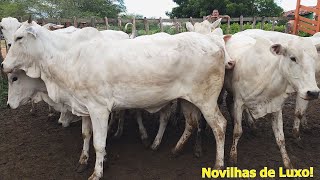 GADO NELORE COM PREÇO BOM EM ALTINHO-PE   01-06-2024  #nordeste