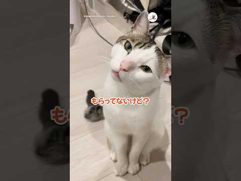 今日のおやつもう終わったんだけど…|PECO
