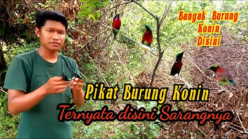 Cara mudah pikat burung konin/kolibri ninja ternyata disini sarangnya konin