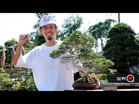 思い出の真柏を葉透かしして○○を作る？？【盆栽Q】