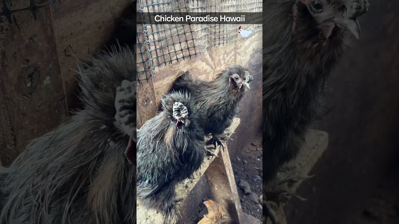 The chickens in Paradise are peaceful again today⭐️ - YouTube