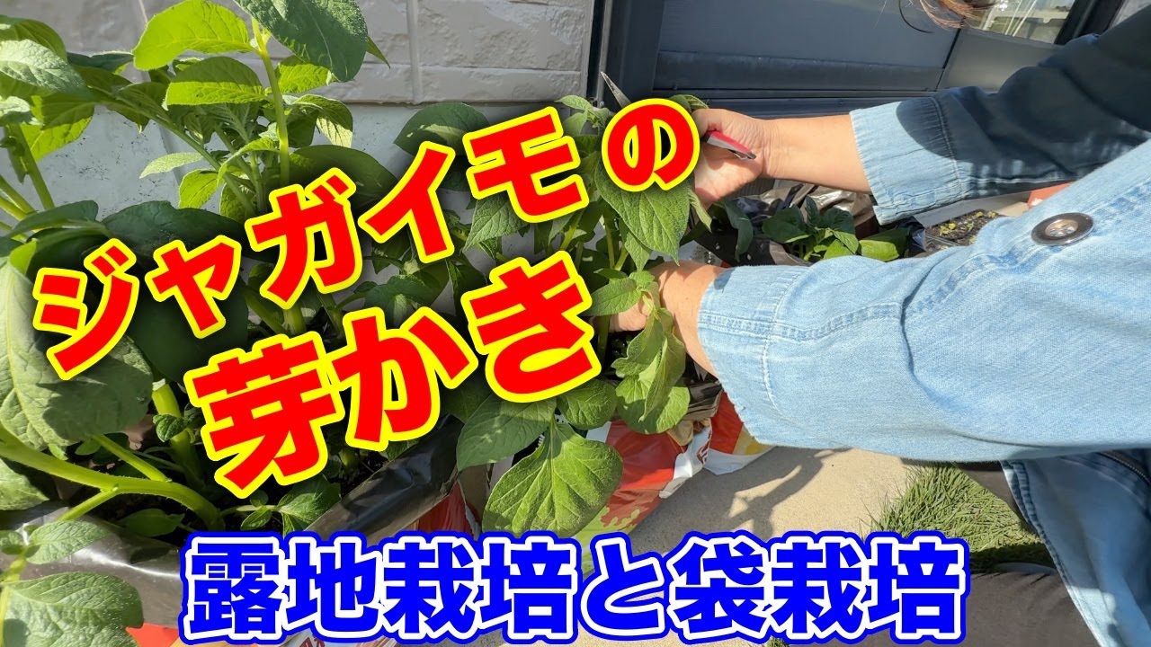 【じゃがいも】必ずやって欲しい！！じゃがいも芽かき〜サラリーマンでも出来る家庭菜園シリーズ〜