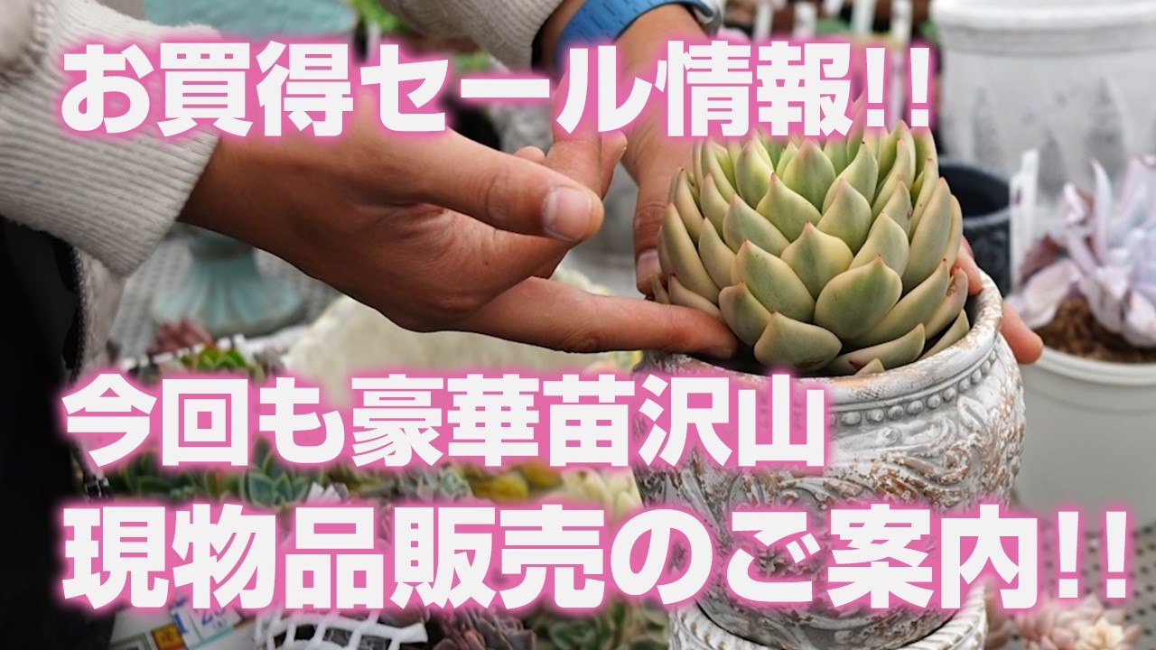 Succulents] Great Sale Information!! Lots of gorgeous seedlings