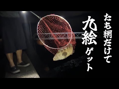I Caught a Grouper Instead of a Sea Urchin at a Fishing Port.
