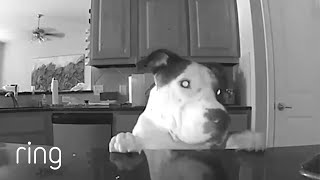 Is This Adorable Dog Trying To Get His Moms Attention? Pet Portraits