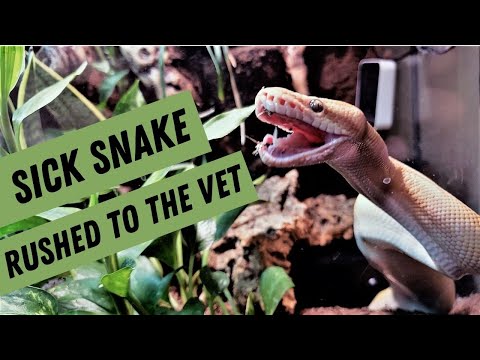Sick Ball Python! The Inspector has an RI (respiratory infection). Rushing him to the vet!
