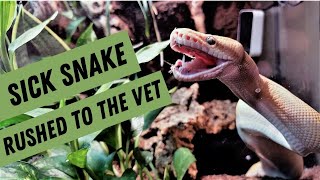 Sick Ball Python! The Inspector has an RI (respiratory infection). Rushing him to the vet!