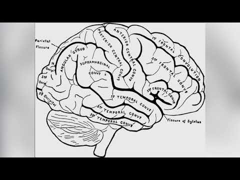 Функции больших полушарий|Теменные доли|Височные|Затылочные
