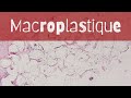 The Pathology of Macroplastique - Pathology mini tutorial