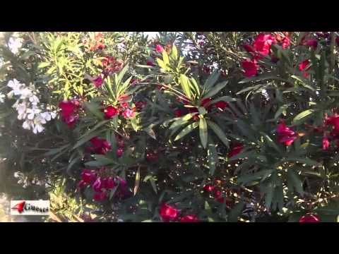 ቪዲዮ: የ Oleander ውበት እና አደጋ