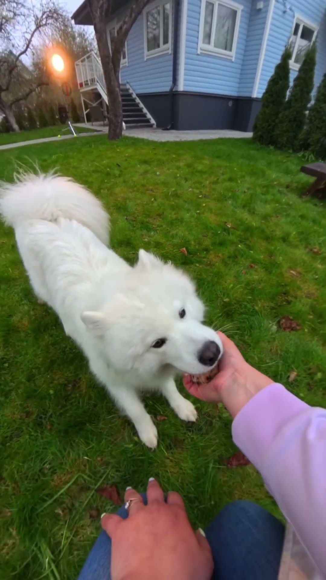 Play FETCH with Beanie Bouncer and your DOG #ty #beaniebouncers